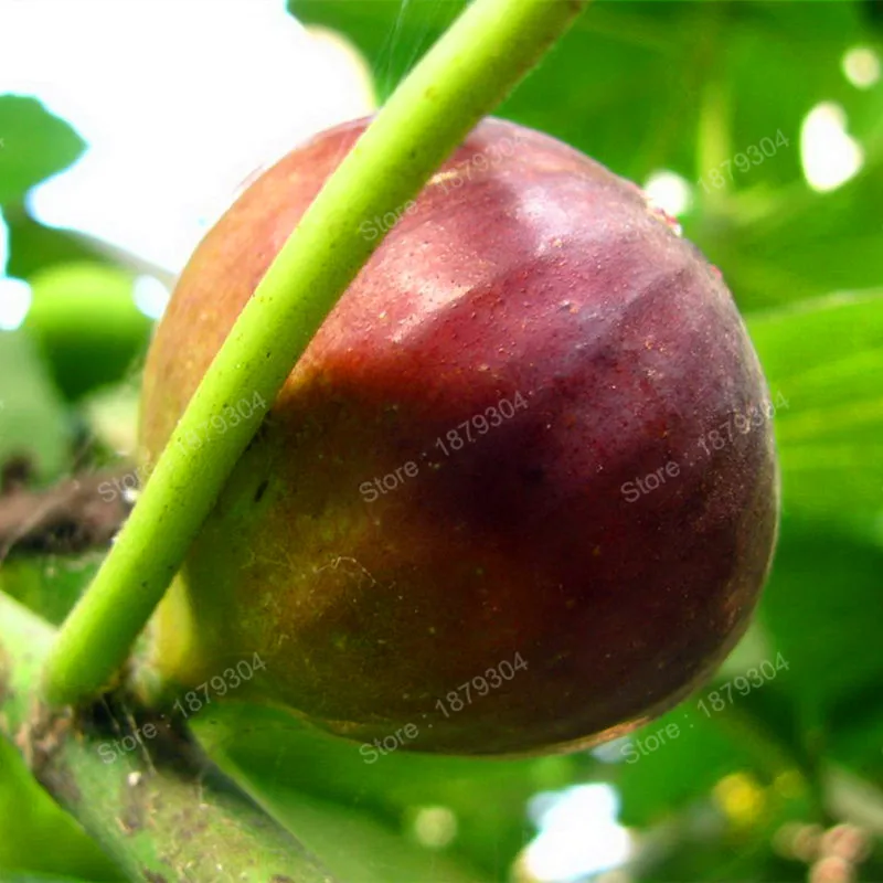 50pcs figs flores Sweet Honey fruit plantas Fig Tree bonsai plant rare fruit plante Edible Fruit