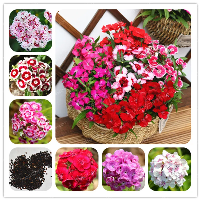 100 Pcs/Bag Multicolored Carnation Bonsai Potted Flowers Balcony Bonsai