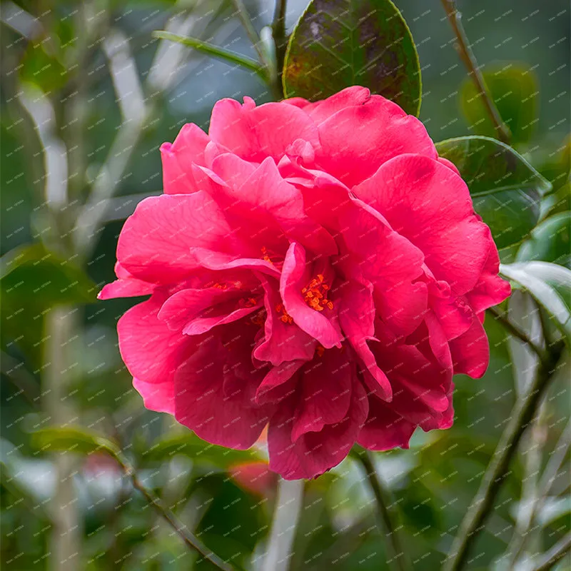 2018 New Arrival 100% Real Common Camellia bulbs Garden Potted Flowers Bonsai Plant 2 particle / pack Indoor&Outdoor plants 2018 New Arrival 100% Real Common Camellia bulbs Garden Potted Flowers Bonsai Plant 2 particle / pack Indoor&Outdoor plants
