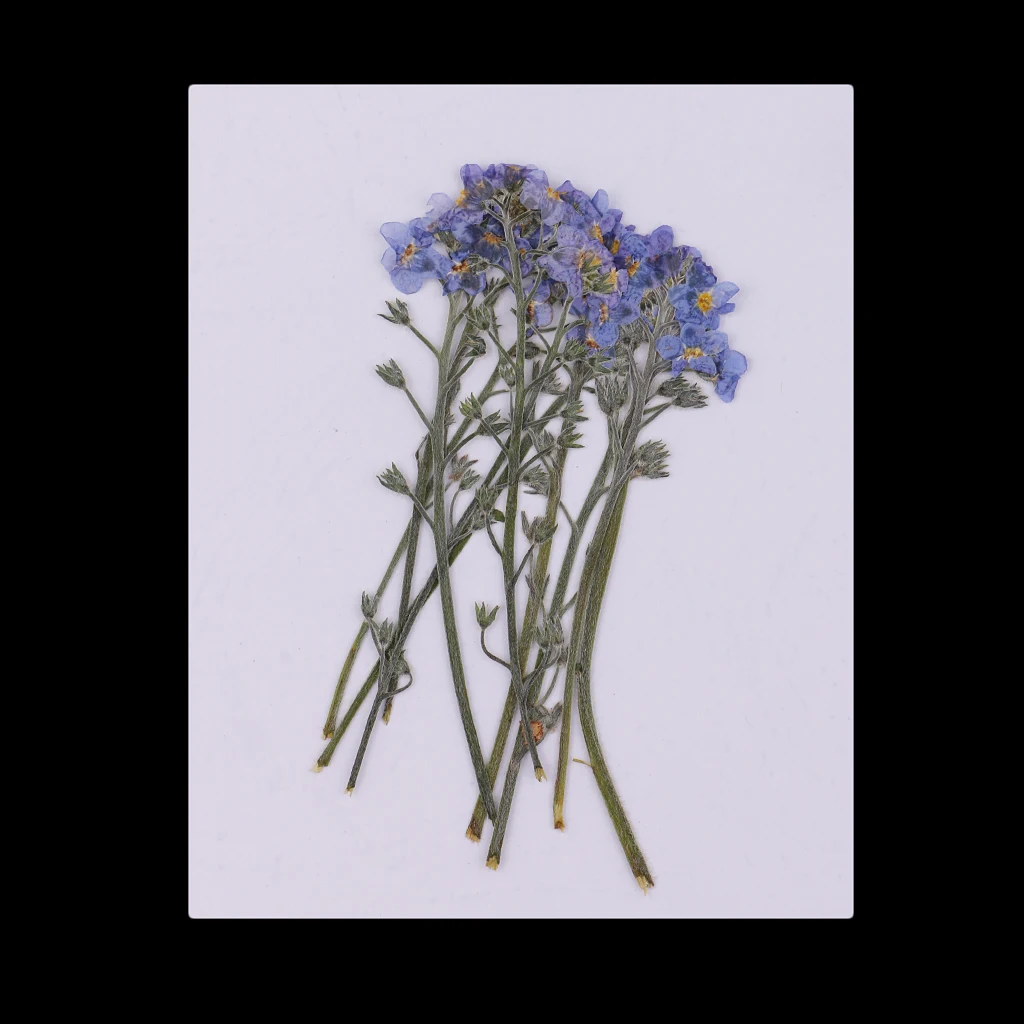 10 Pieces Beautiful Natural Pressed Dried Flowers - Forget me not - for Scrapbooking Arts Crafts Epoxy Resin Jewelry Making DIY