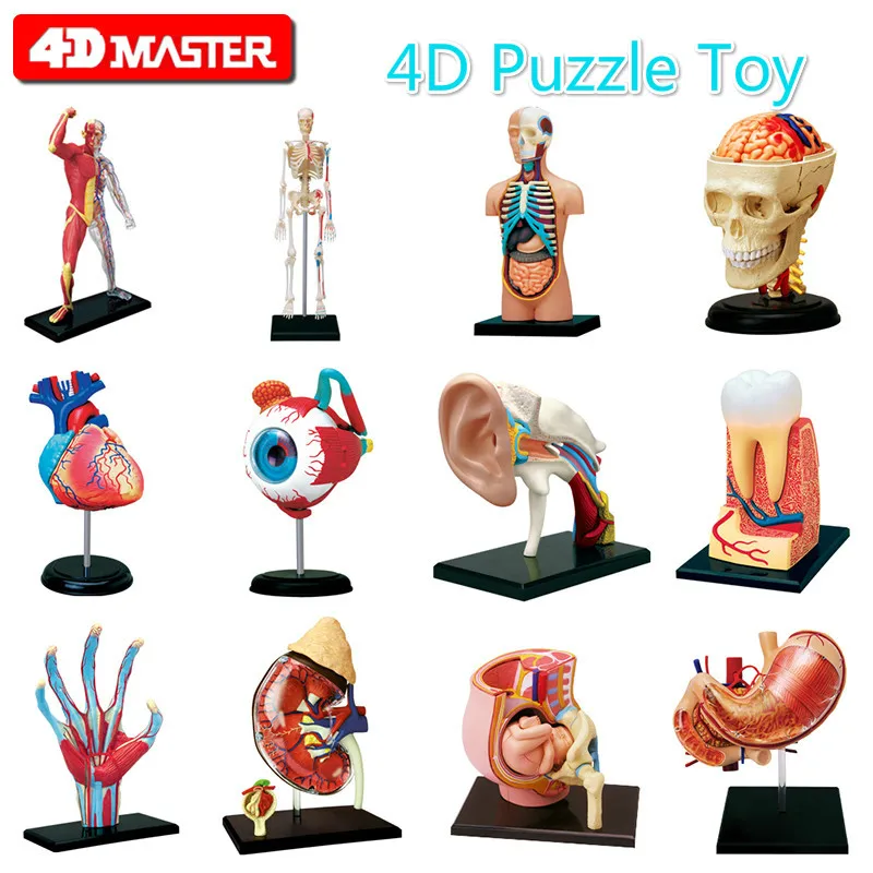 

4D master Assemble Human Body Zombie Skeleton Anatomy Skull Brain heart Torso mkd52 Anatomy Model Puzzle Medical Science Toys
