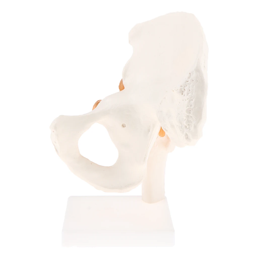 1:1 Lifesize Anatomical Human Hip Joint with Femur & Ligament Model - Skeleton Anatomy Lab Supplies School Study Display Kits