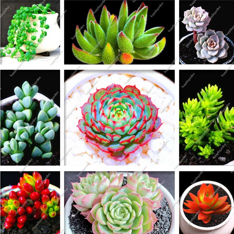 

500 Pcs Mix Bonsai Succulent Lotus Lithops Pseudotruncatella Bonsai Rare Succulent Home & Garden Flower Pots Planters