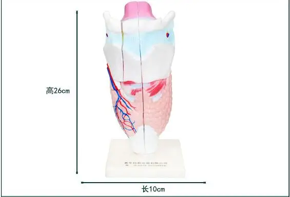 Человеческая Реалистичная гортань анатомическая модель дыхательных путей анатомический медицинский учебные пособия образовательное оборудование Поставки