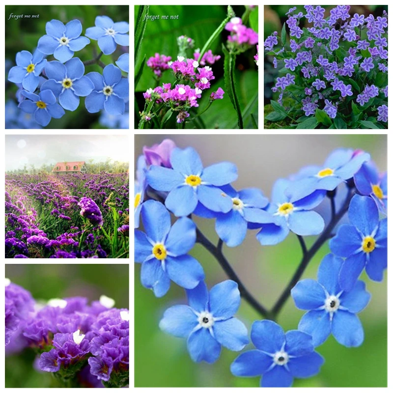 

Imported Myosotis Sylvatica Bonsai Rare Not Forget Me Nature Fresh Flower Garden Flowers Perennial Plants Woodland 100 pcs/ bag
