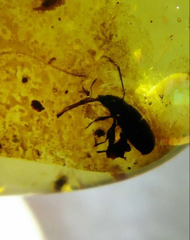 

Cretaceous weevil elephant trunk beetle burmite Myanmar Amber insect 100 million year lynx stone mens womens jewelry accessory