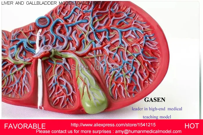 HUMAN LIVER MODEL ANATOMICAL MODEL MEDICAL SCIENCE TEACHING SUPPLIES,HUMAN LIVER MODEL,LIVER DIGESTIVE SYSTEM MODEL-GASEN-XH011