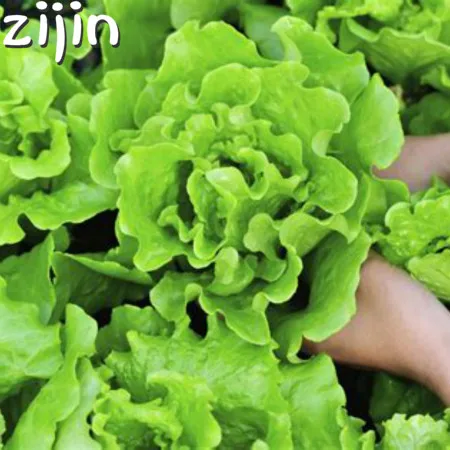 

New 200pcs Greek Lettuce bonsai good taste easy to grow great salad choice DIY Home potted plants organic vegetable herb