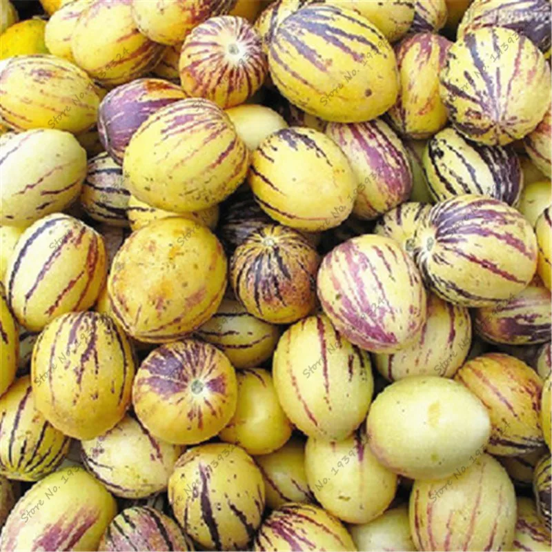 

100 pcs Rare Mini Sweet Melon Eggplant Plants Flower Potted Plant Garden Fruit Trees Southern United States Bonsai Sweet Fruit