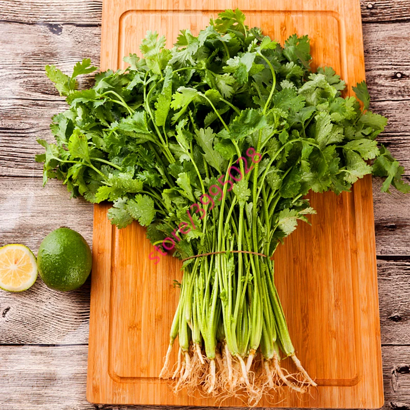 

100 Pcs Coriandrum Sativum Vegetable Balcony Parsley Four seasons Can Grow Coriander Plants For Home Garden