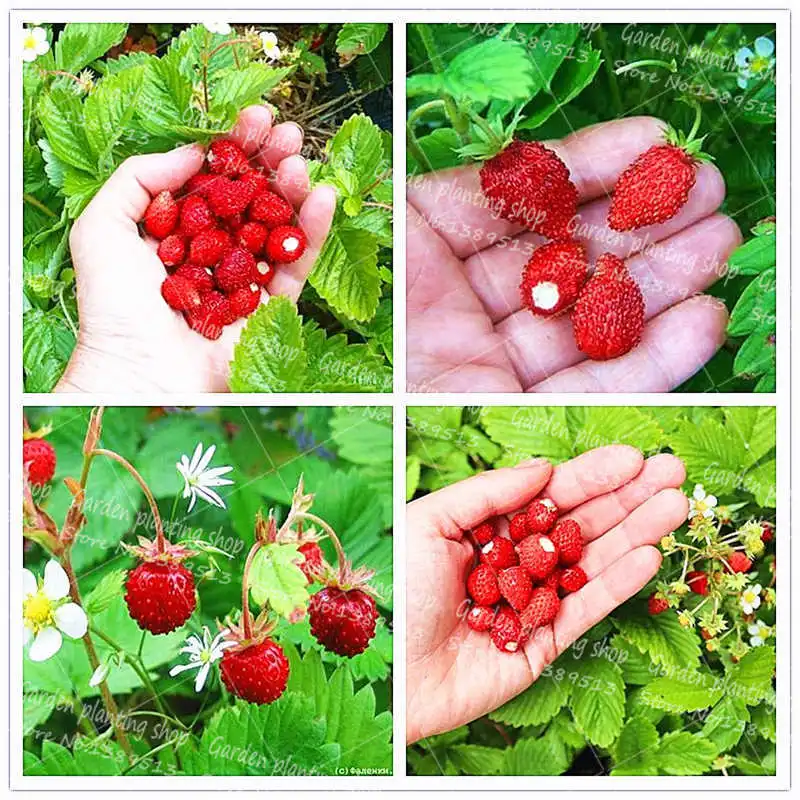 

1000Pcs/Bag snake plum bonsai plant healthy fruit strawberry plant family garden flower potted plant fruit
