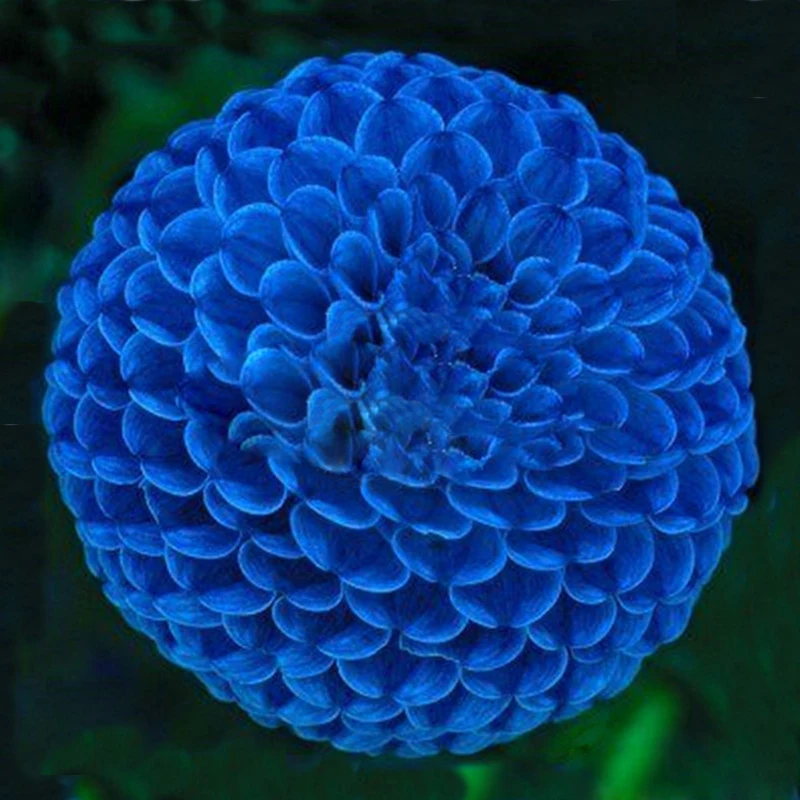 Online Whole Blue Perennials From China Hot Unique Blue Fireball Dahlia Seeds Beautiful Flower Perennial Plant 100