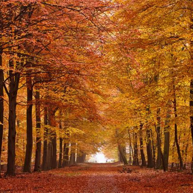 3D Stereoscopic Custom Photo Wallpaper Large Living Room Bedroom TV Background Wall Mural Autumn Forest Wallpaper Home Decor 3D Stereoscopic Custom Photo Wallpaper Large Living Room Bedroom TV Background Wall Mural Autumn Forest Wallpaper Home Decor