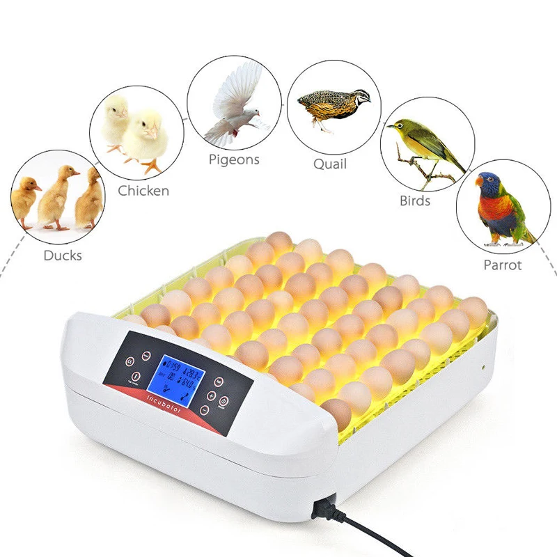 56 Eggs Incubator Full-automatic Hatcher for Chicken Duck Turtle Bird Incubation 56 Eggs Incubator Full-automatic Hatcher for Chicken Duck Turtle Bird Incubation