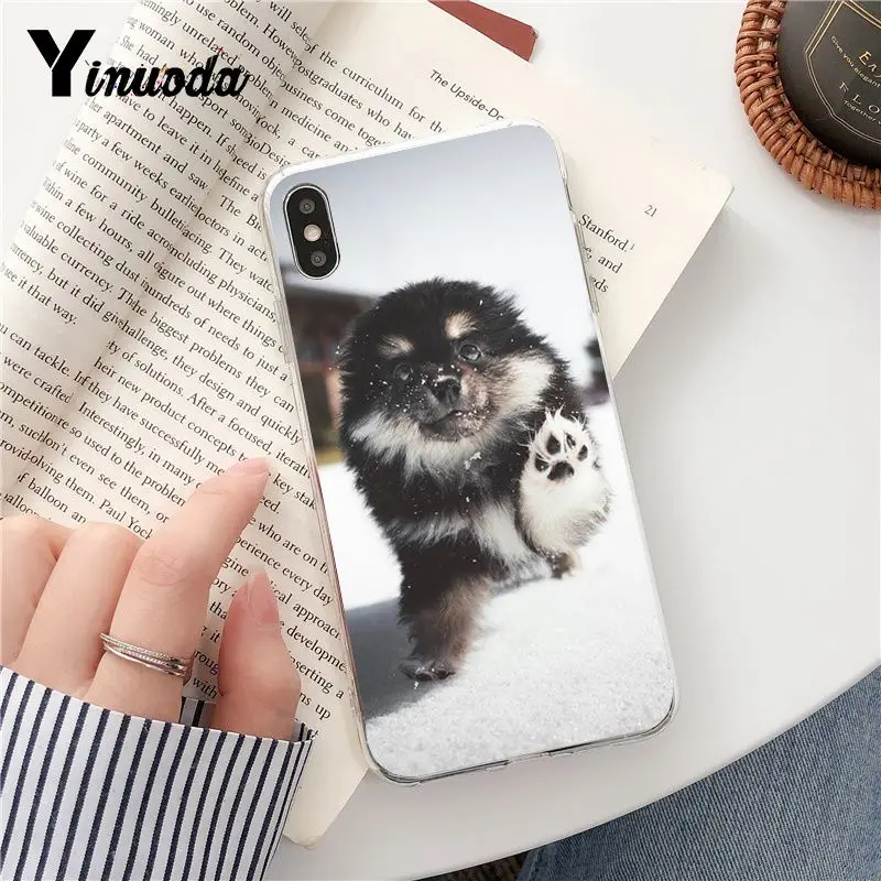 Dog Pomeranian