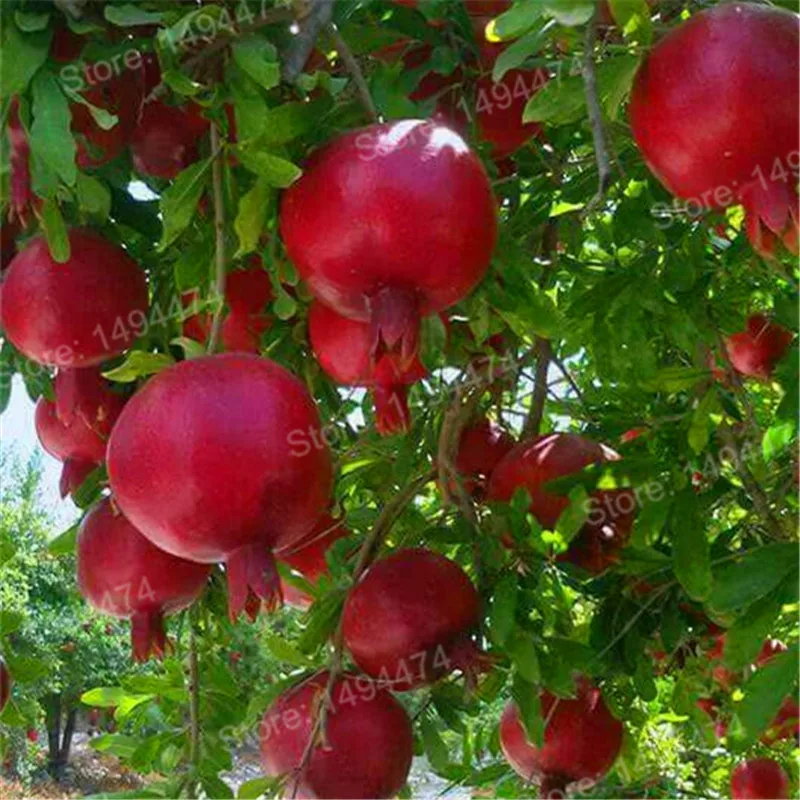 50Pcs Pomegranate Seeds Best Seeds Online Free Shipping Worldwide