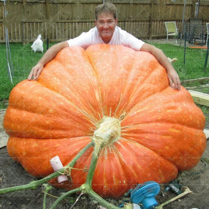 

20Pcs Gaint pumpkin bonsai rare vegetable fruit plants Nutrient-rich Food NON-GMO Edible Plant For Home Garden Bonsai Plants