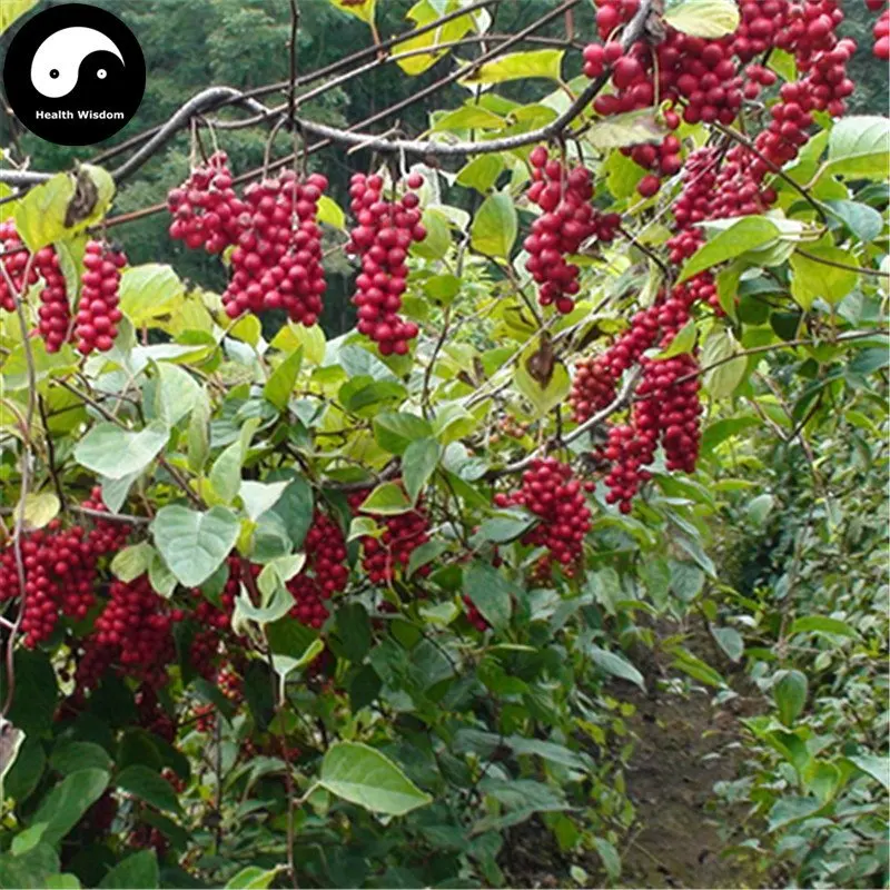 Buy Schisandra Chinensis Semente 100pcs Plant Schisandra Berry Tree For Wu Wei Zi