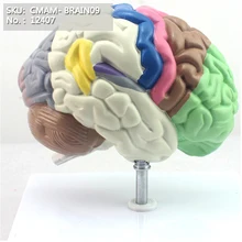 CMAM-BRAIN09 Человека Модель Функциональный Мозг, анатомия Модели> Модели Мозга