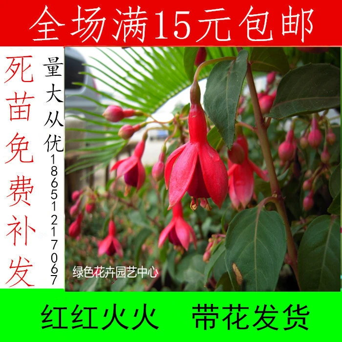 鉢植え植物レアフラワー 花様提灯ランタン 中国風 活況を呈し ベル花 Aliexpress