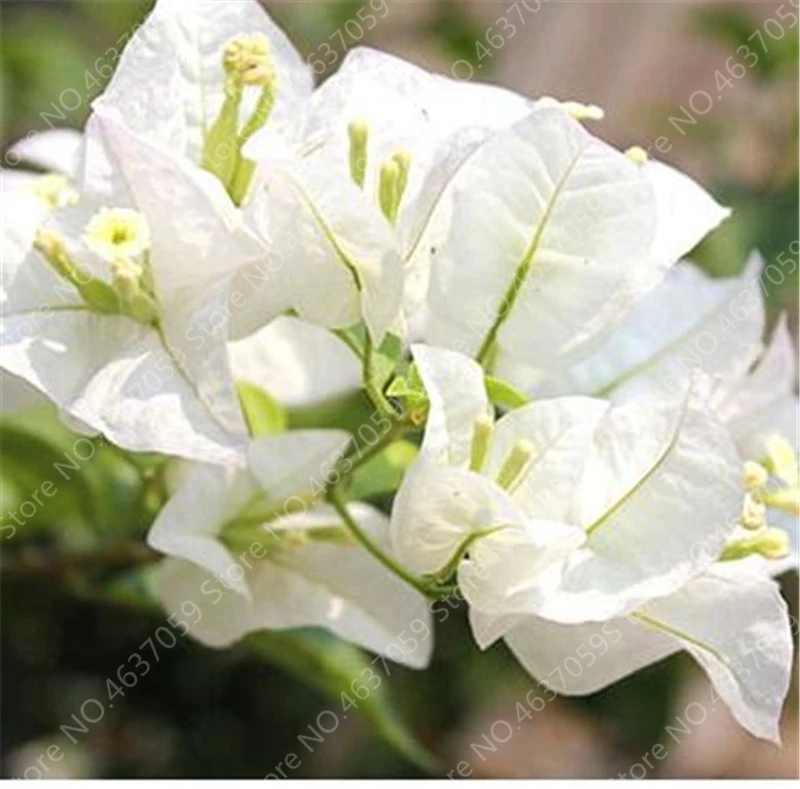 100 Pcs/Bag Colorful Bougainvillea Plant Perennial Bougainvillea Spectabilis Willd Planta Garden Bonsai Flower Pot Plant