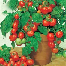 

Bonsai Tomato seeds Mini Cherry Potted Sweet Fruit Vegetable Organic Fresh Tomato Tree seeds 120 pcs/pack