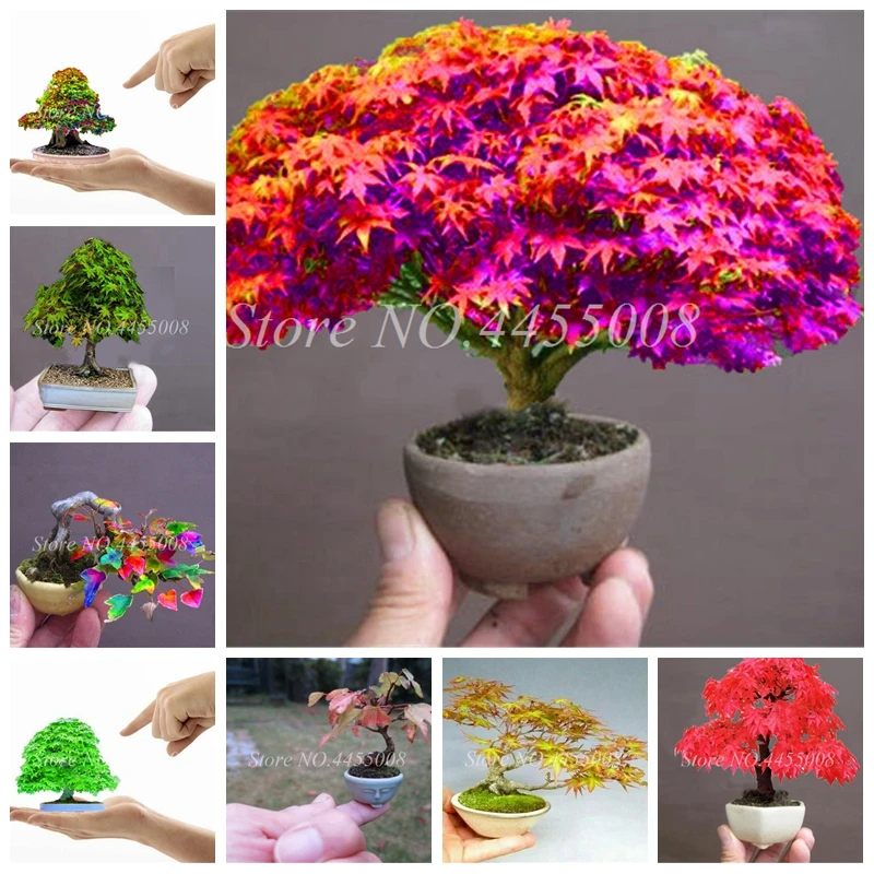 

30 Pcs New Maple Tree Bonsai Blue Maple Tree Japanese Balcony Plants Mixed Colors To Choose For Famliy Garden & Balcony Planting