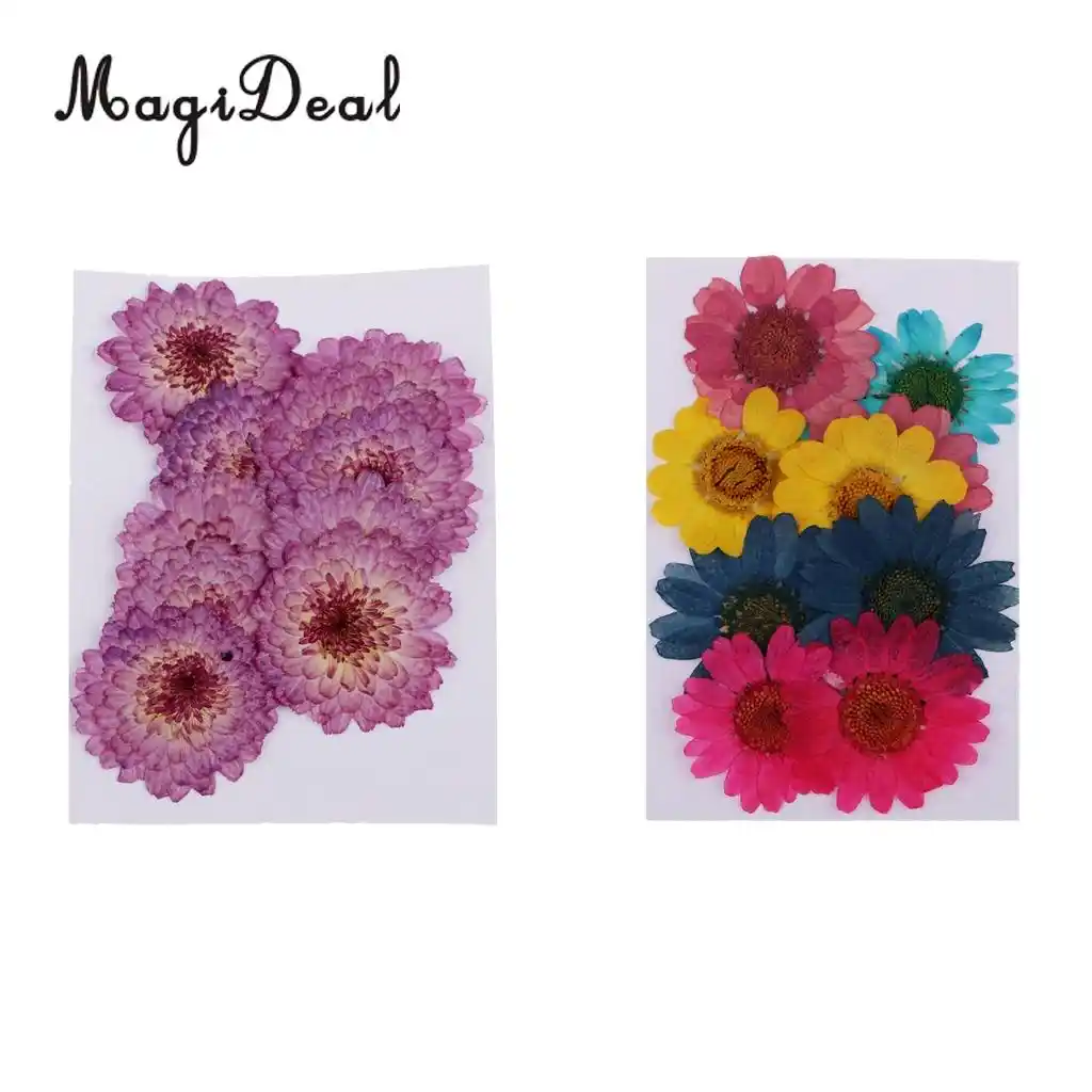 pink chrysanthemum 20pcs for floral art Pressed flowers craft card making scrapbooking