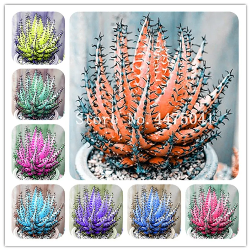 

Sale 200 Pcs Colorful Aloe Vera Plants Edible Beauty Edible Cosmetic Vegetables And Fruit Bonsai Herb Tree Plant For Home Garden