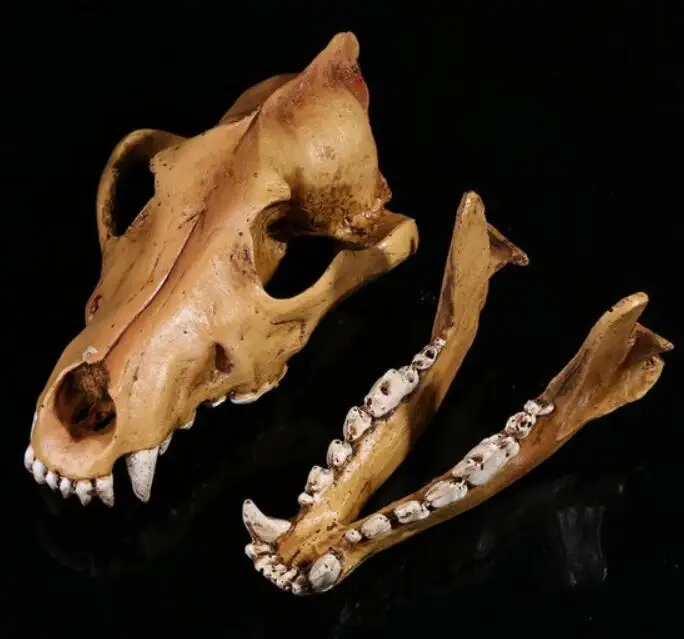 1:1 simulation of wolfhead bone model Medical Science Educational Supplies Skull Skeleton Mold Kids Gifts