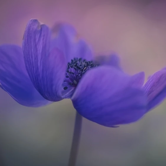 Delicate purple flower in bloom; Jerusalem  Israel Poster Print (40 x 22)