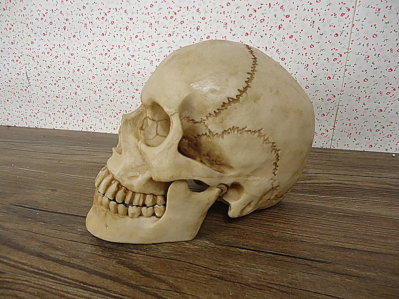 

Wholesale Halloween Party Home Decoration 1: 1 Replica Resin Human Skull shipping