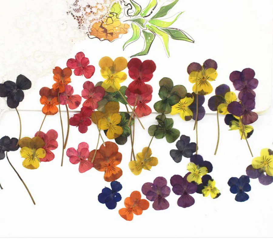 

120pcs Pressed Dried Pansy Corydalis Suaveolens Hance Flower Plants Herbarium For Jewelry Bookmark Scrapbooking DIY Making