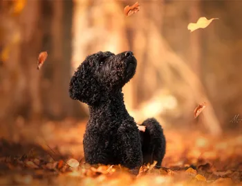 

kokoer diamond painting Poodle Pet dog Embroidery cross-stitch Full Dill Square Diamond Mosaic Party decoration Christmas