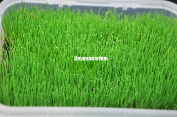 

Water plants seedEleocharis Acicularis similar foreground carpet aquarium live aquatic fish tank landscape easy fast grow
