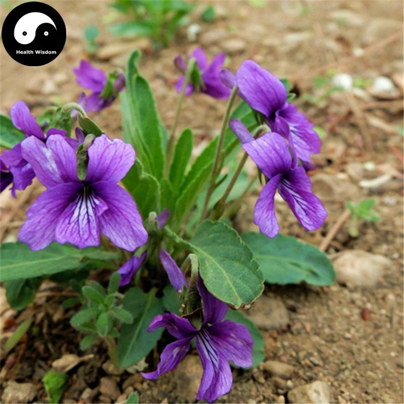 Buy Herba Violae Semente 200pcs Plant Philippine Violet Herb For Zi Hua