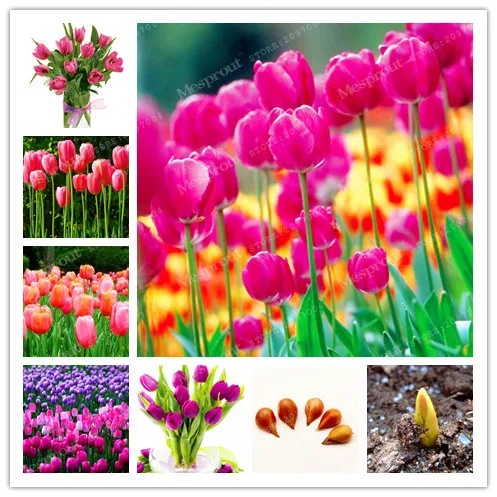 

5 Pcs Pink Tulip Bulbs Bulbous Root Flowers Balcony Potted Perennial Flowers It Is Bulb ( Tulip Bonsai) 100% Success Rate