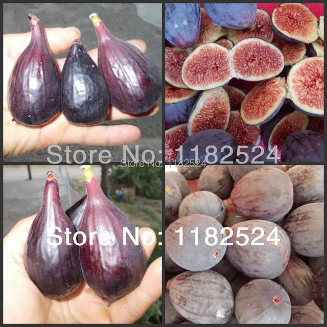 Ficus carica - BLACK PATLICAN FIG (EGGPLANT BLACK FIG) Seeds Edible Fruit Tree / Plant seeds - 100 FINEST SEEDS