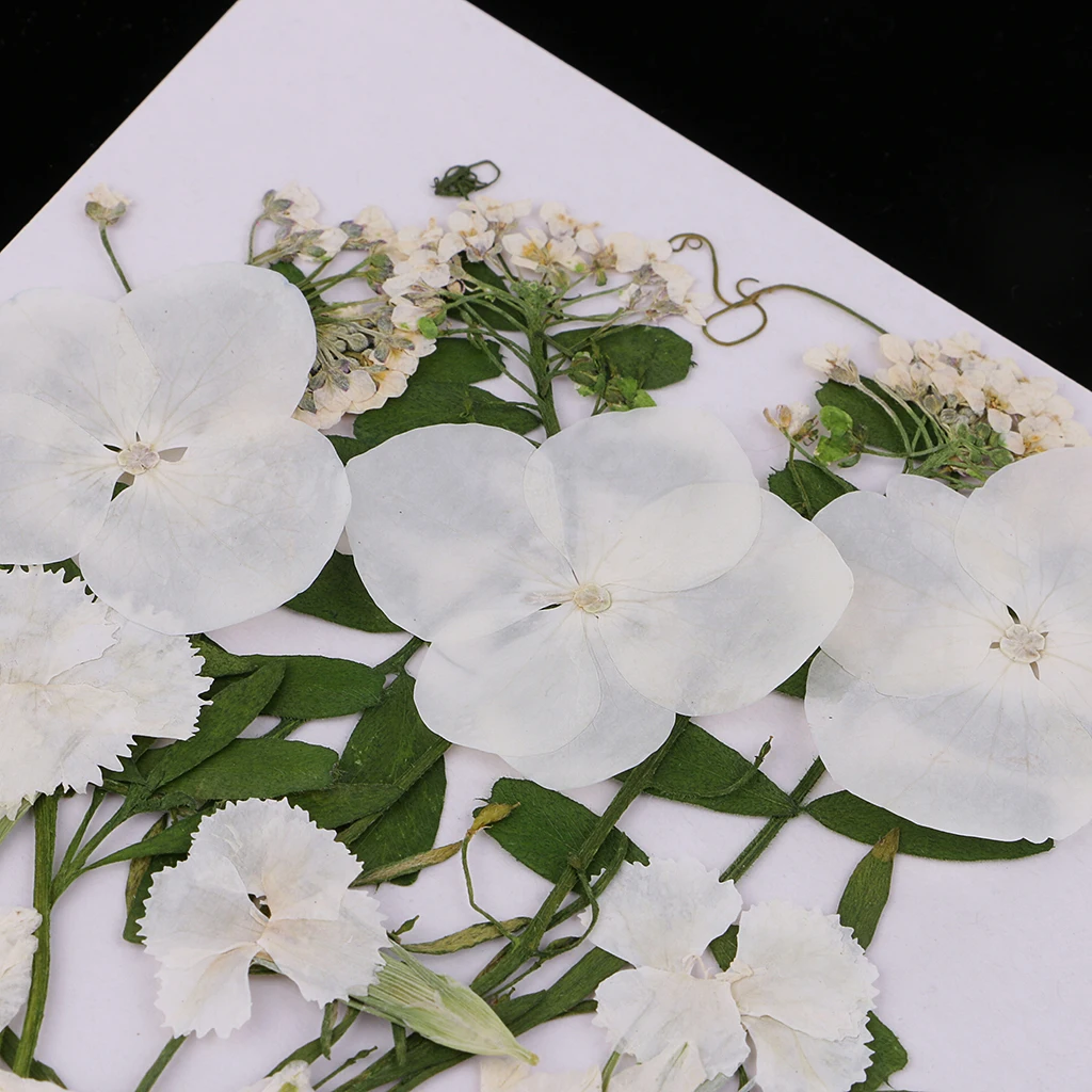 Multiple Mix Natural Pressed Dried Flowers Leaves DIY Art Craft for Lampshades scrapbooks walls wedding invitations decoration