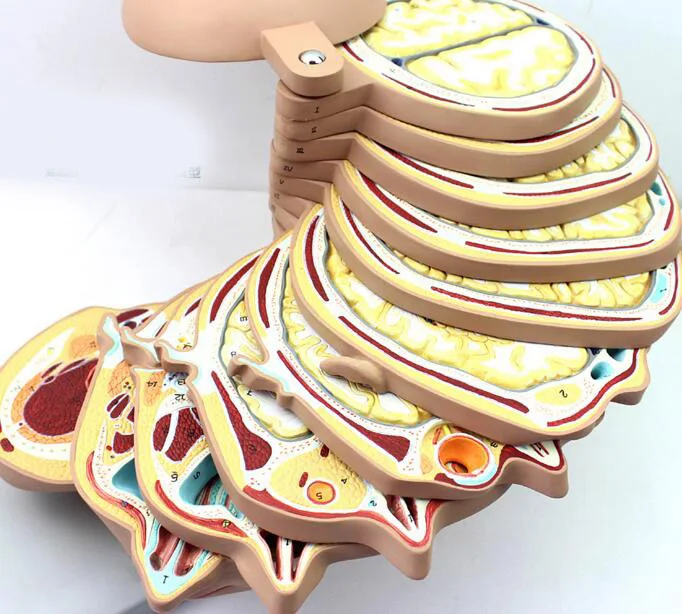 Модель человеческого мозга анатомия головы ctмрт визуализация radiology модель для