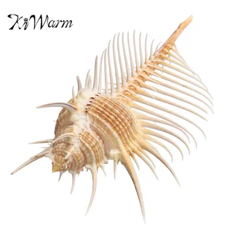 

KiWarm Large 90-100mm Indian Ocean Sea Shell Conch Beach Natural Shell Mediterranean Ornaments Party Fish Tank Home DecorCraft