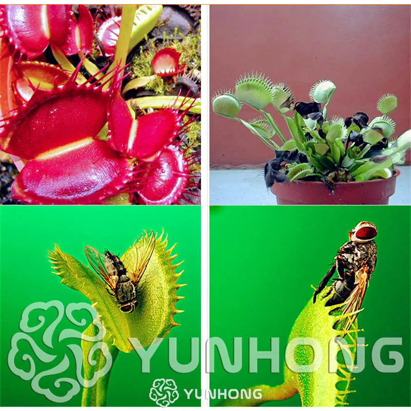 

100PCS Potted Insectivorous Plant Bonsai Dionaea Muscipula Giant Clip Venus Flytrap Bonsai Terrace Garden Carnivorous Plant