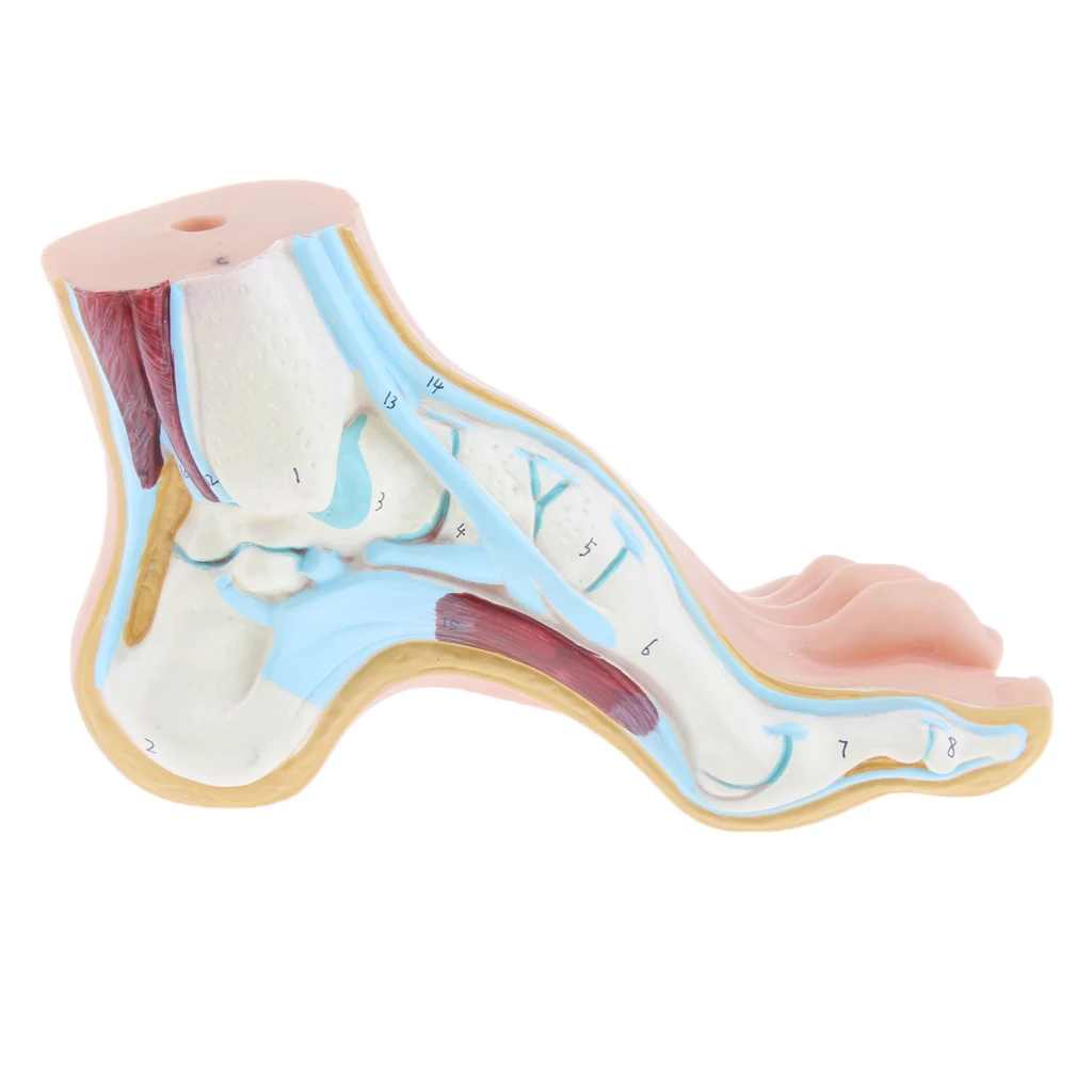 1:1 Life Size Human Foot Platypodia Bow Foot Anatomy Model Muscle Vascular