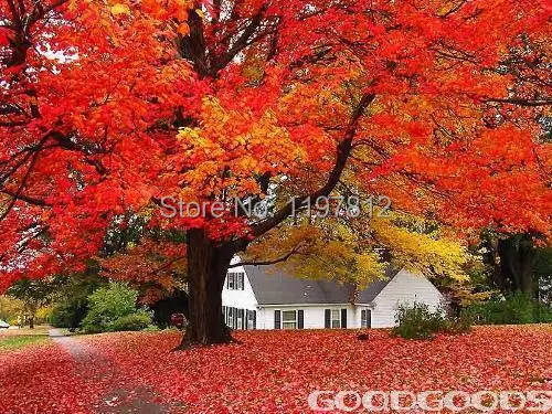 

100 SEEDS JAPANESE RED MAPLE TREE WITH HERMETIC PACKAGE * VERY BEAUTIFUL * JAPAN MAPLE NEW SEEDS