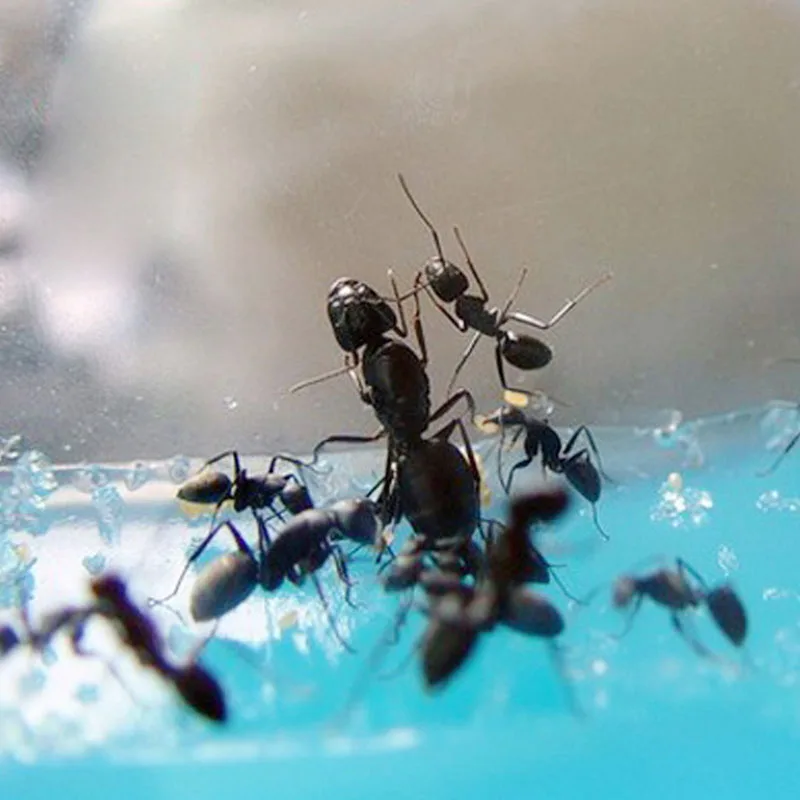 

Gel Maze Ant Farm Works Workshop Educational Glue Live Habitat Feeding Kids Toy apr3_35