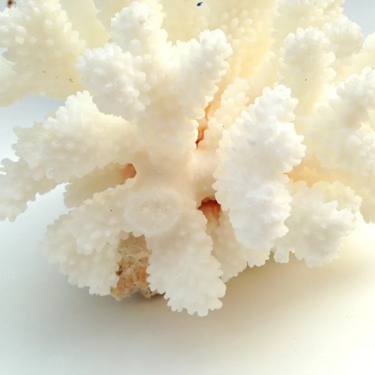 White sea coral tree5