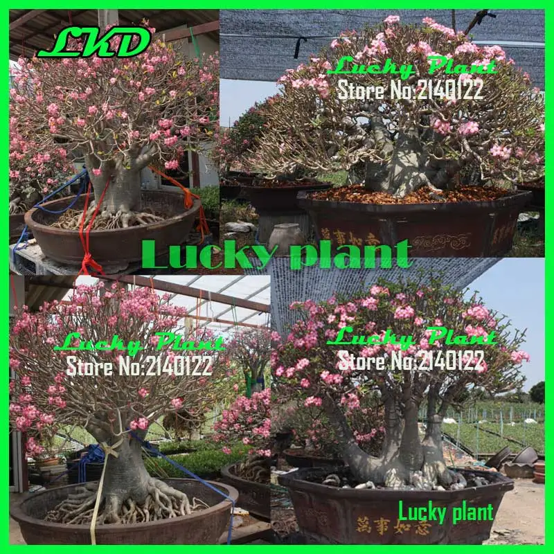 Adenium Obesum Graines Thaïlande Desert Rose Graines