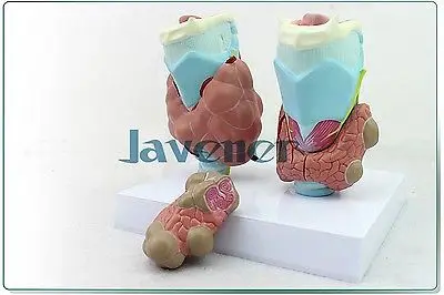 

Human Anatomical Thyroid Gland Pathology Anatomy Medical Model High Quality