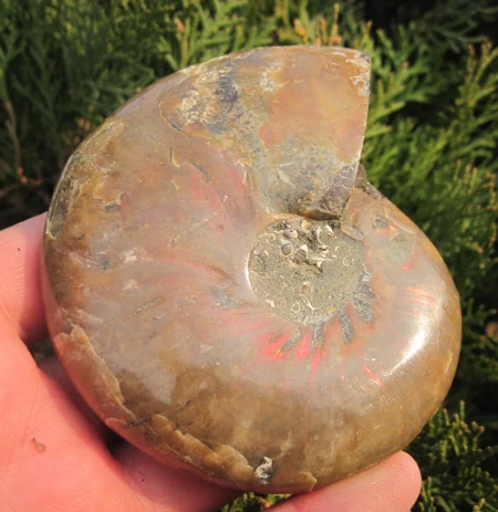 

200g raiinbow AMMONITE FOSSIL (CRETACEOUS) MADAGASCAR