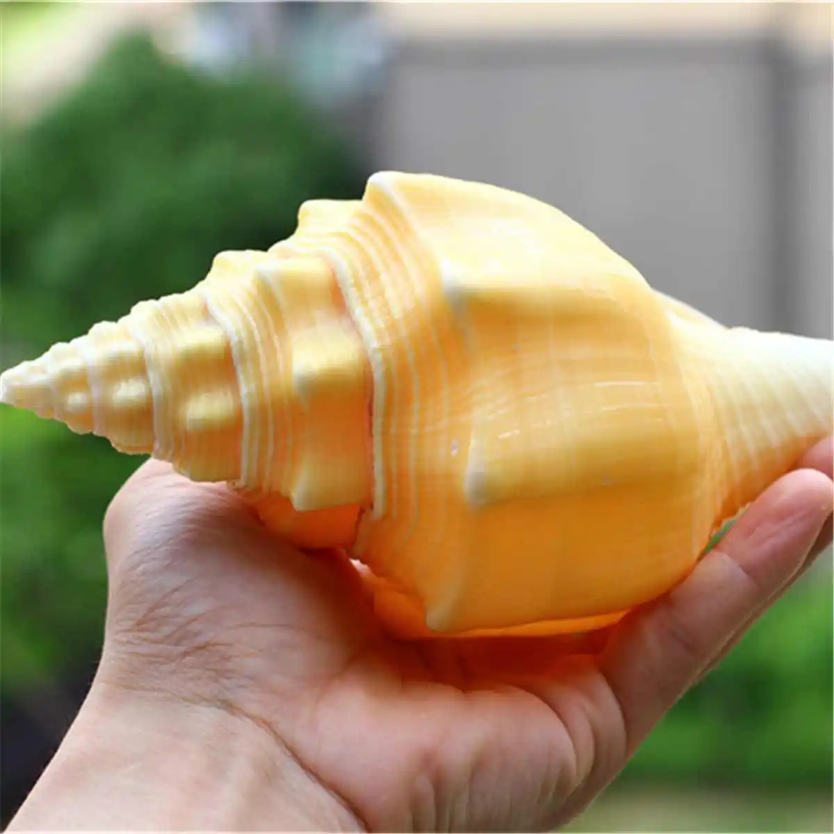 

17-20cm Large Natural Conch Shell Coral Pearl Mussel Clam Double-sided Seashell Home Fish Tank Accessories Aquarium Decor New